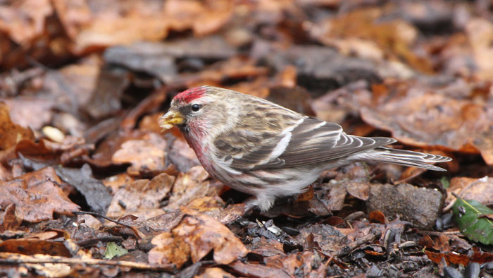 Common Redpoll