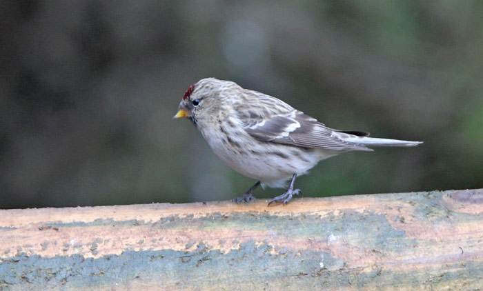Common Redpoll