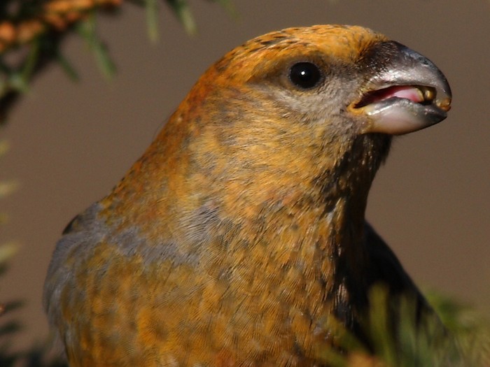 Pine Grosbeak