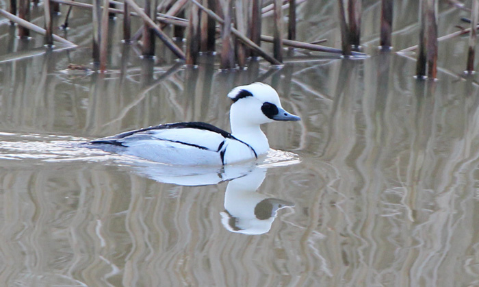 Smew