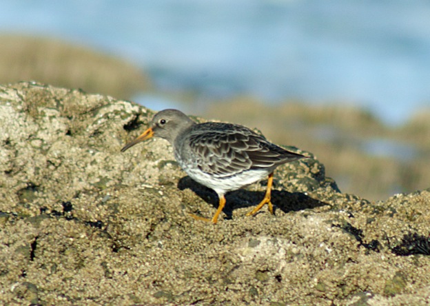 Purple Sandpiper