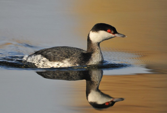 Slavonian Grebe