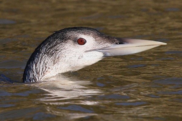 White-billed Diver