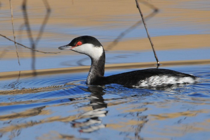 Slavonian Grebe