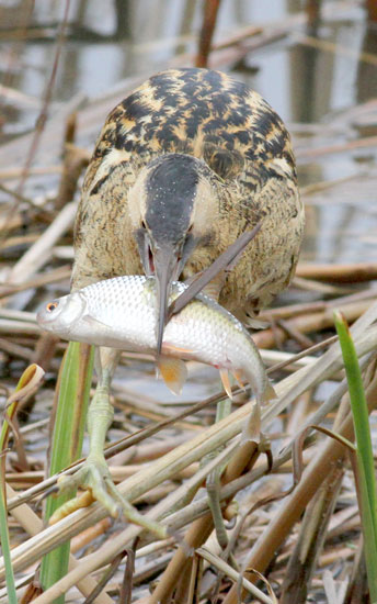 Bittern