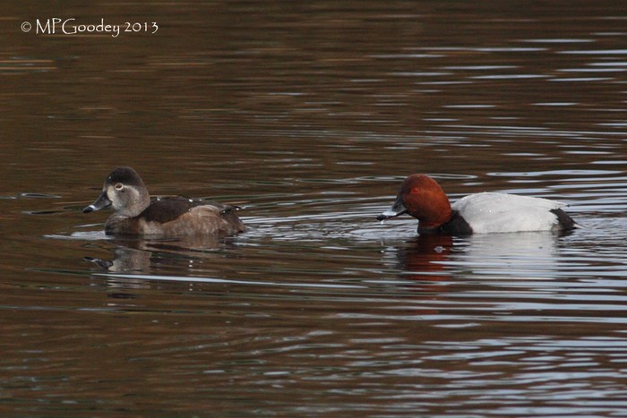 Pochard