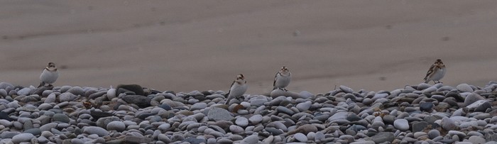 Snow Bunting