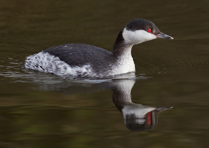 Slavonian Grebe