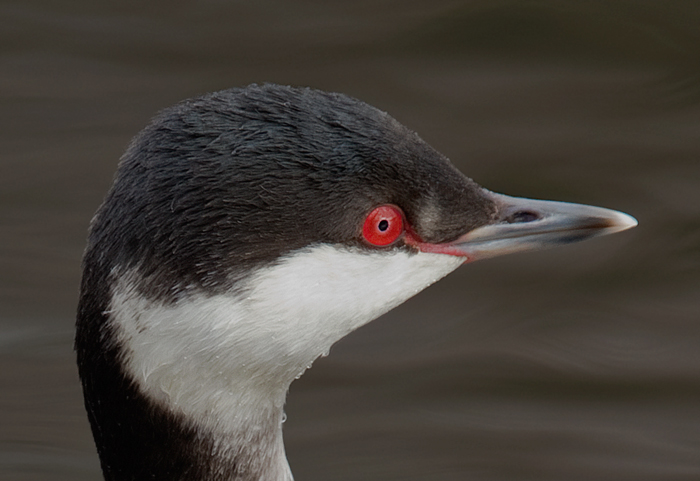 Slavonian Grebe