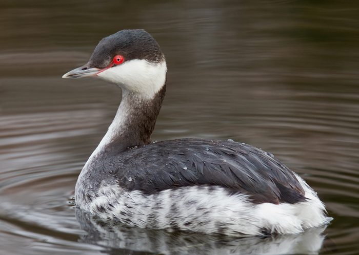 Slavonian Grebe