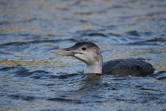 White-billed Diver