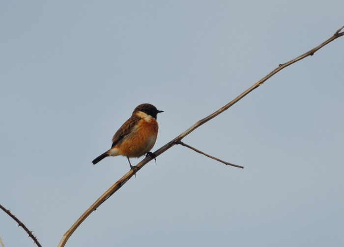Stonechat