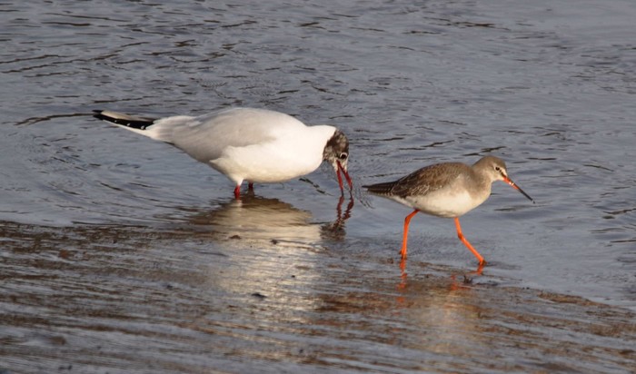 Spotted Redshank