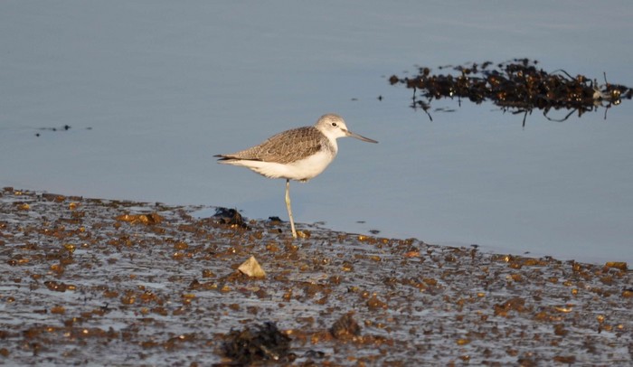 Greenshank