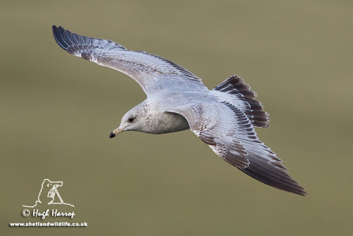 Ring-billed Gull