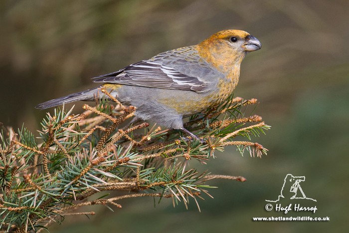 Pine Grosbeak