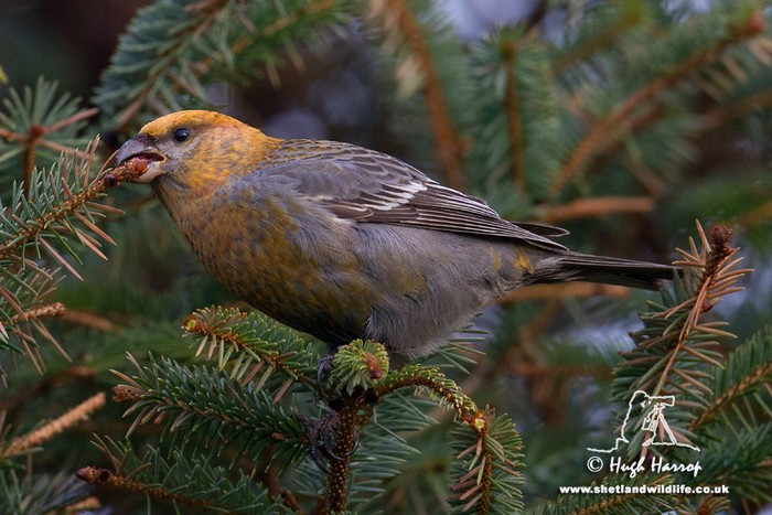 Pine Grosbeak