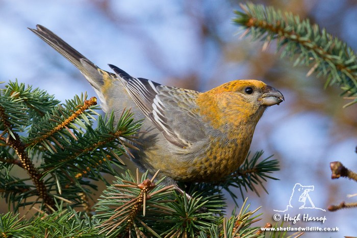 Pine Grosbeak