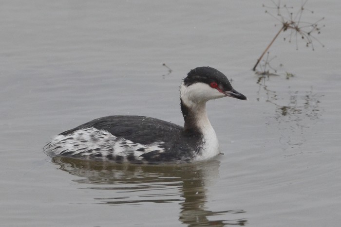 Slavonian Grebe