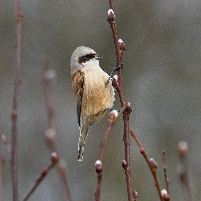 Penduline Tit