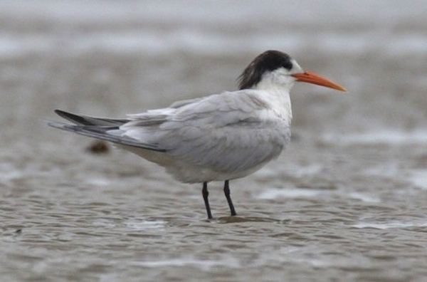 Elegant Tern