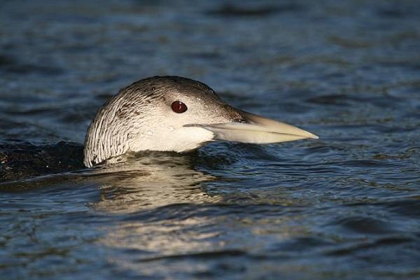 White-billed Diver