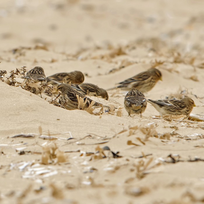 Twite