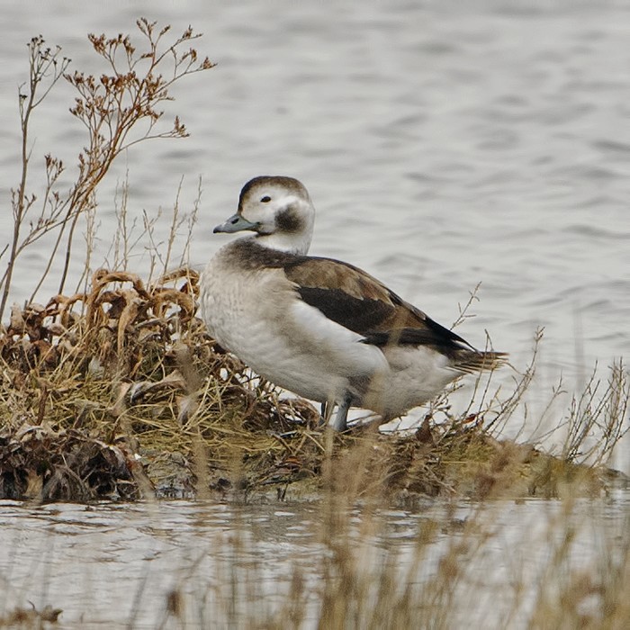 Long-tailed Duck