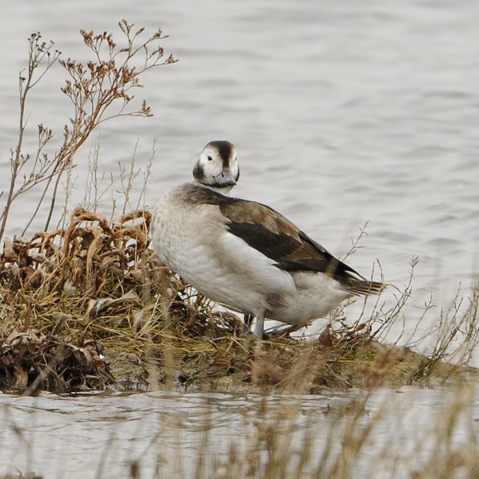Long-tailed Duck
