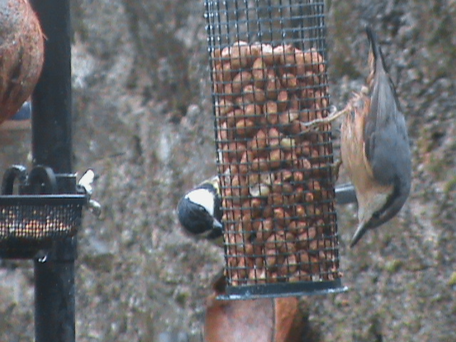 Nuthatch