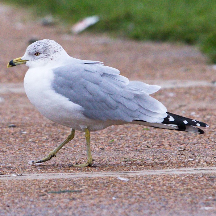 Ring-billed Gull