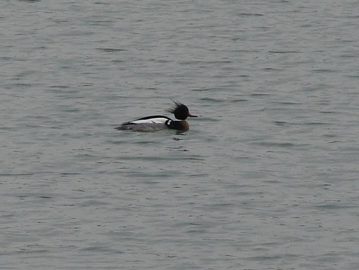 Red-breasted Merganser