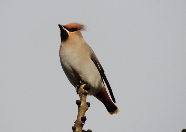Waxwing