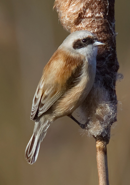 Penduline Tit