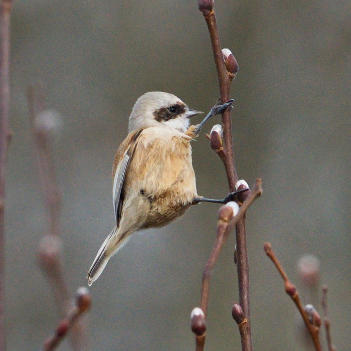 Penduline Tit
