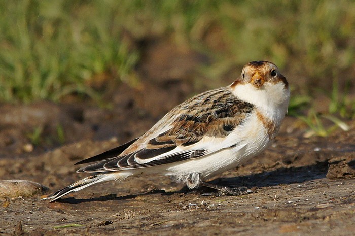 Snow Bunting