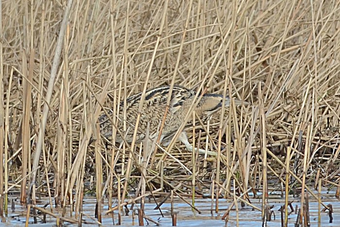 Bittern