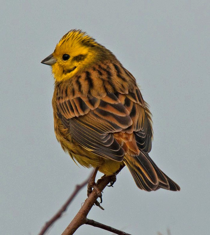 Yellowhammer