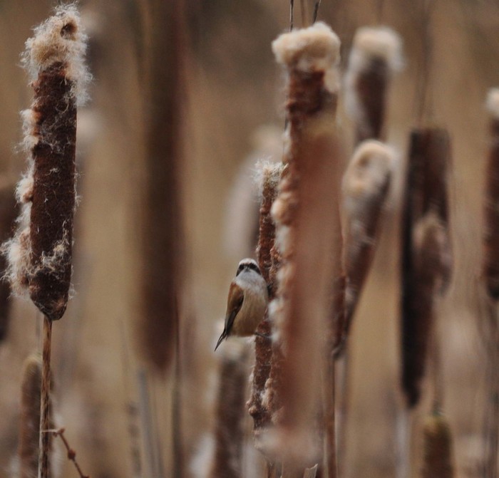 Penduline Tit