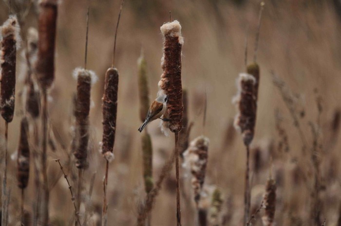 Penduline Tit