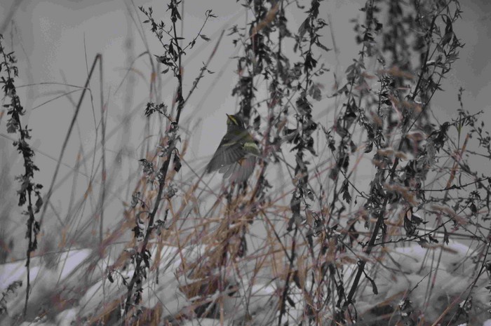 Pallas's Warbler