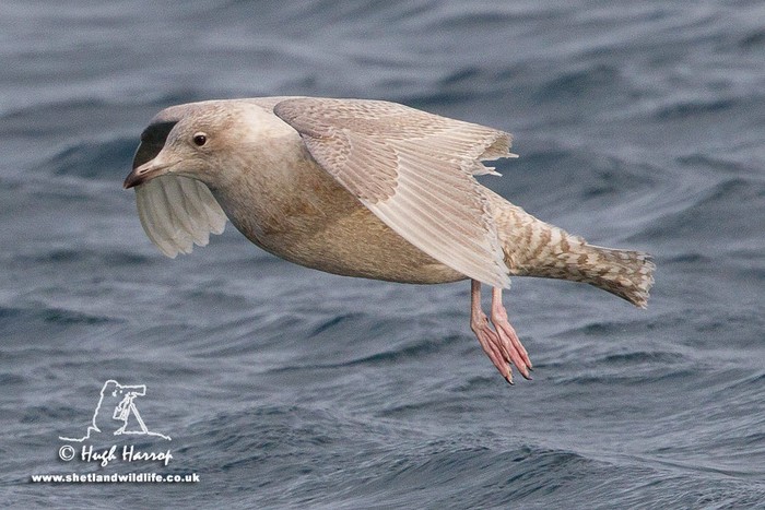 Iceland Gull