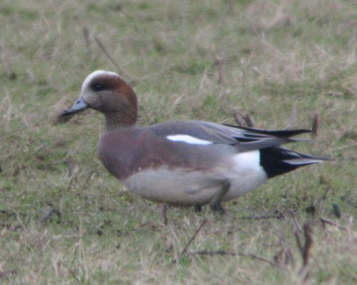 Hybrid American x Eurasian Wigeon