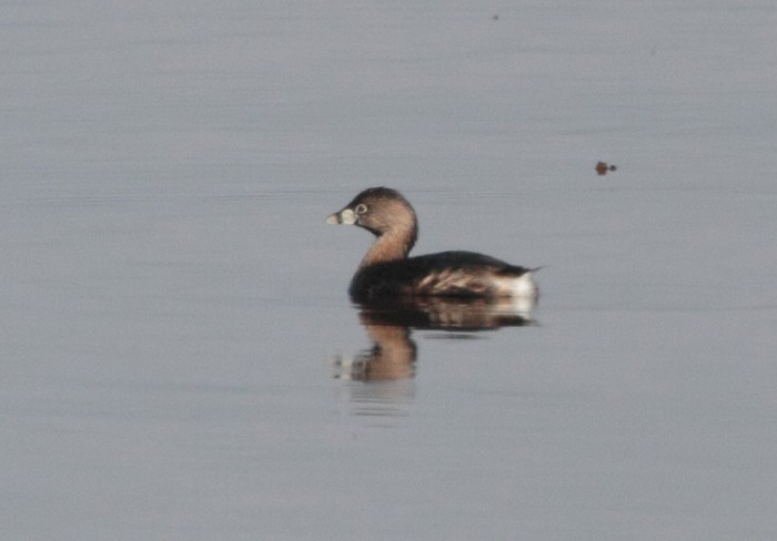 Pied-billed Grebe