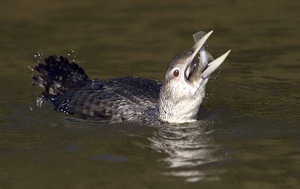 White-billed Diver