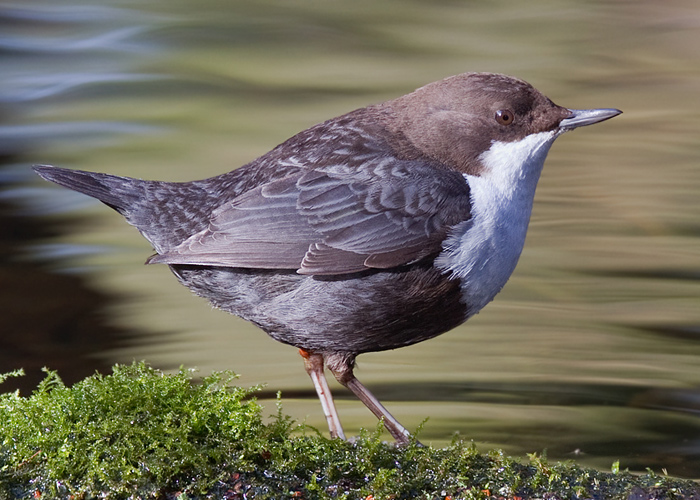 Black-bellied Dipper