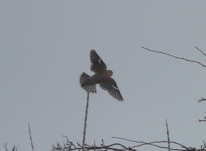 Waxwing