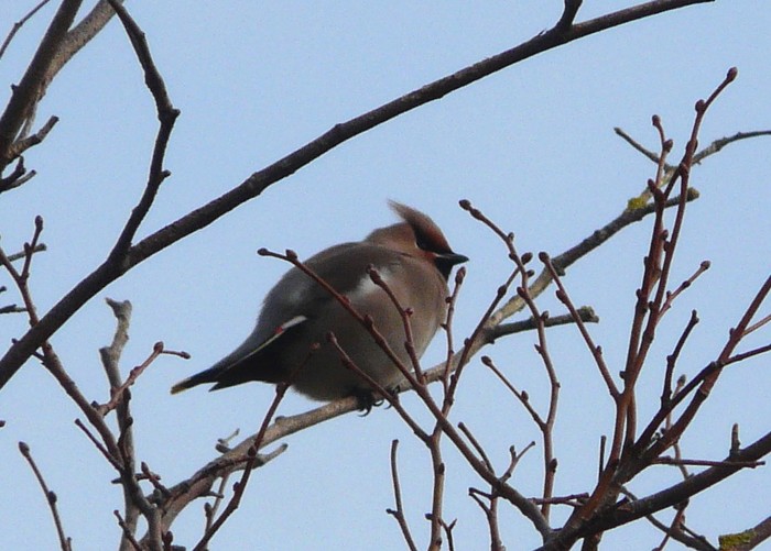 Waxwing