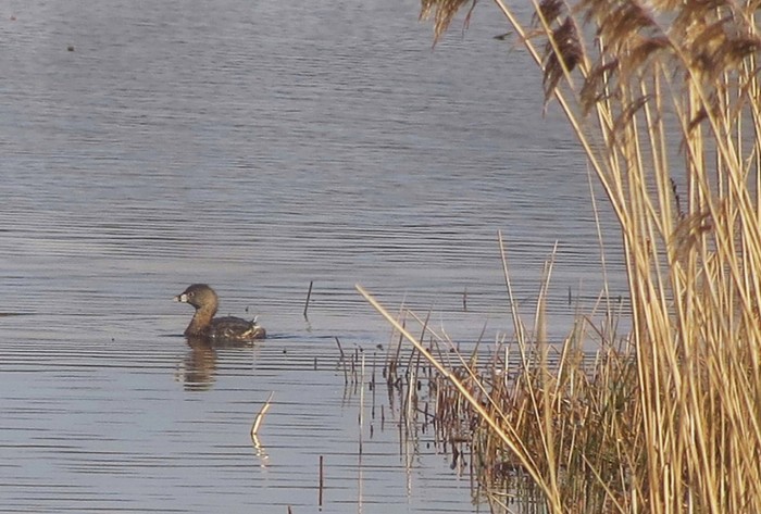 Pied-billed Grebe
