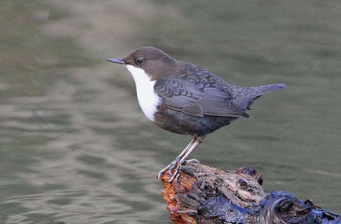 Black-bellied Dipper
